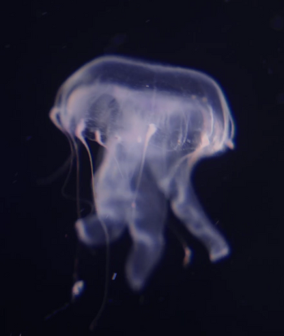 Plocamia jellyfish