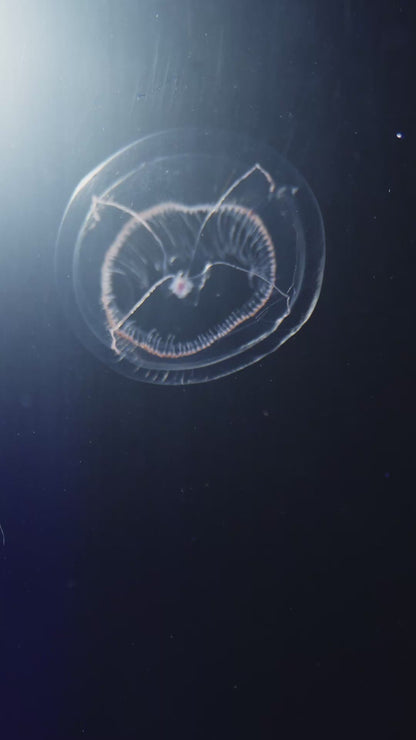 Eirene lactoides jellyfish
