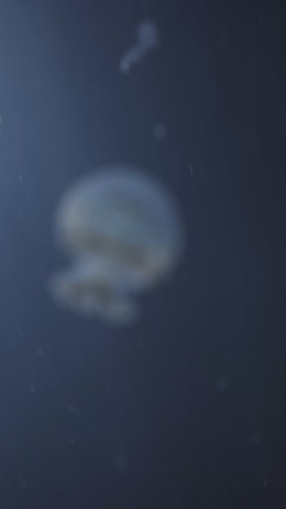 Blue Cannonball Jellyfish