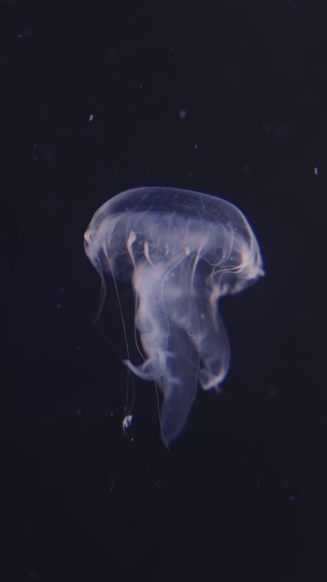 Plocamia jellyfish – PetJellyfishUS