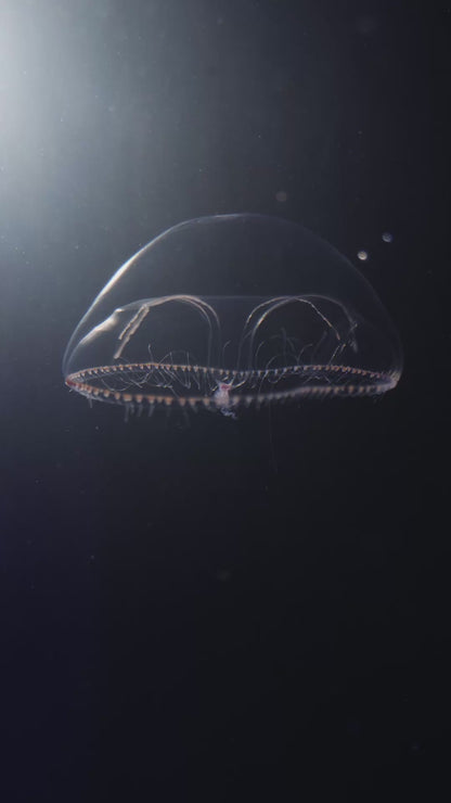 Eirene lactoides jellyfish
