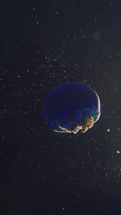 Blue Blubber Jellyfish