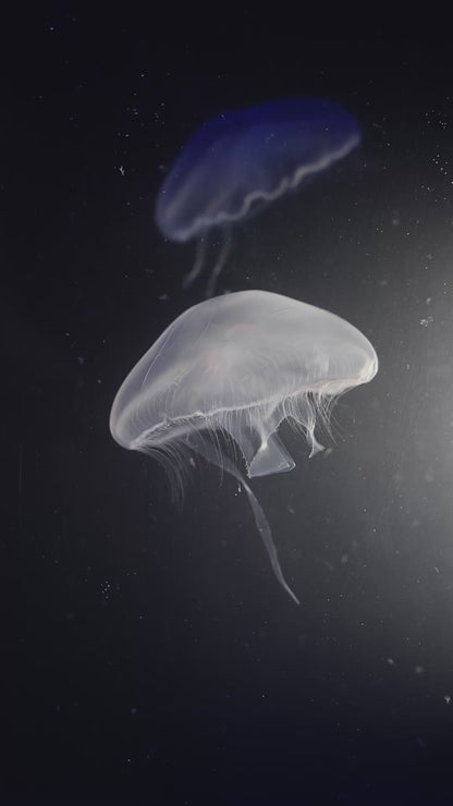 Moon Jellyfish
