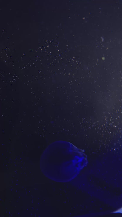 Blue Blubber Jellyfish